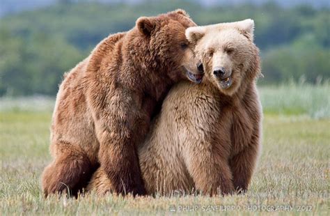 Bears mating | Brown bear facts, Brown bear, Grizzly bear photography