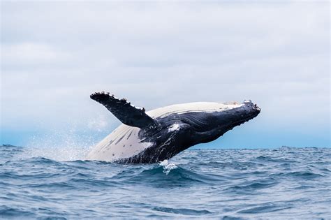 Whale Strandings and the Need for Long-Term Solutions