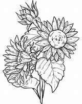 Brighten Your Day With A Sunflower Coloring Page sketch template