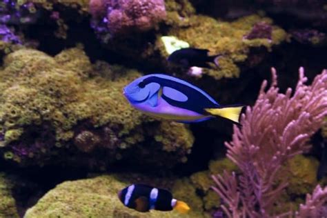 Blue Tang Fish (Paracanthurus Hepatus) Care Guide with pictures