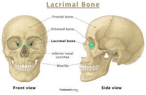 Lacrimal Bone – Location, Functions, Anatomy, & Diagram