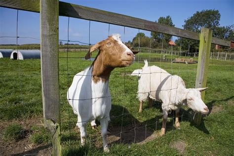 How to Choose Meat Goat Breeds for the Small Farm