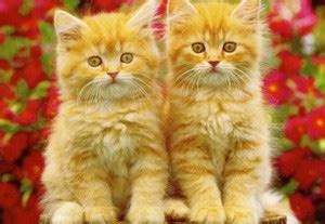 fluffy felines - Cute Kittens Photo (41534976) - Fanpop