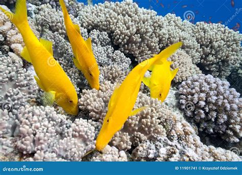 Yellowsaddle Goatfish on the Coral Reef Stock Image - Image of dive ...