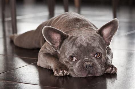 8 Fabulous French Bulldog Colors (Best Frenchie Coats)