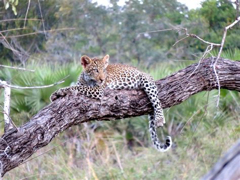 Free Images : branch, wildlife, dead tree, fauna, leopard, vertebrate, prey, big cats, cat like ...
