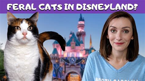 Are Cats Allowed At Disneyland? The 19 Correct Answer - Chambazone.com