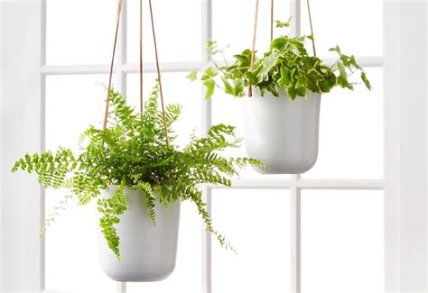 7 Best Ferns For Growing in Hanging Baskets - Gardening Sun