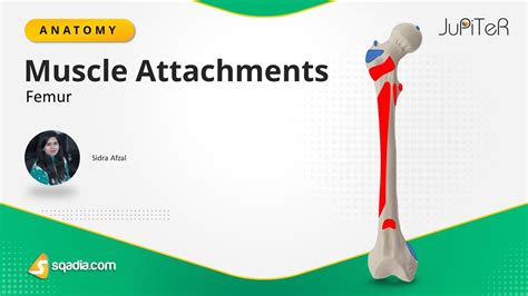 Which Muscles Insert On The Femur? All Answers - Ecurrencythailand.com