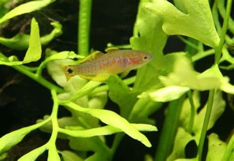 Small breeding report Tateurndina ocellicauda (Peacock Goby) - AquaInfo