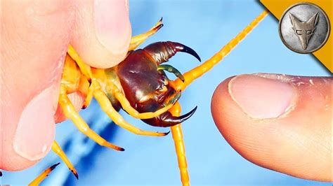 Scolopendra Gigantea Head