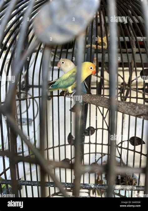 Parakeets in a cage Stock Photo - Alamy