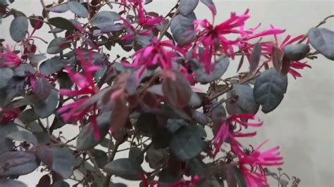 Loropetalum/Chinese Fringe flower plant Care,Propagation and perfect potting soil - YouTube