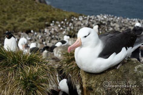 Falkland Islands Wildlife – Ramdas Iyer Photography