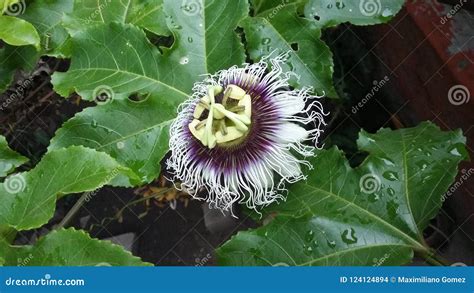 Maracuya Flower Fruit Passiflora Edulis Stock Photo - Image of delicious, name: 124124894