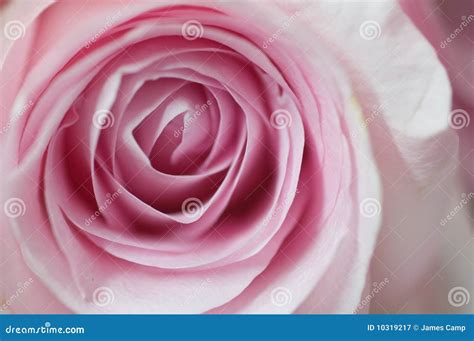 Pink hybrid tea rose stock image. Image of garden, soft - 10319217