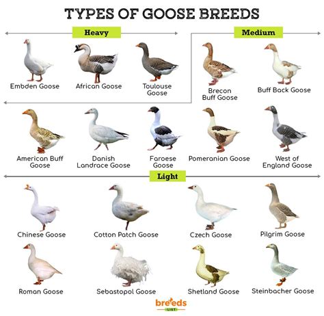 Geese Breeds - Facts, Types, and Pictures