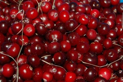 11 Health Benefits of Cranberries (#6 IS AMAZING) - Healthy Hubb