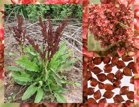 Yellow Dock Seeds rumex Crispus Organic Sour Dock Curly - Etsy UK