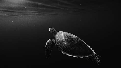 HD wallpaper: turtle, underwater, sea turtle, photography, monochrome photography | Wallpaper Flare