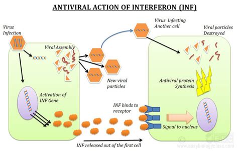 INF Mechanism of Action | Plasma membrane, Antiviral, Biochemistry