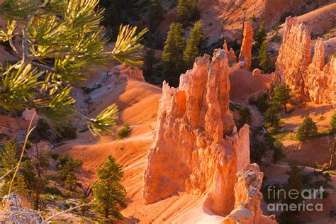 Hoodoo from Sunset Point Bryce Canyon National Park Photograph by Dan Hartford - Fine Art America