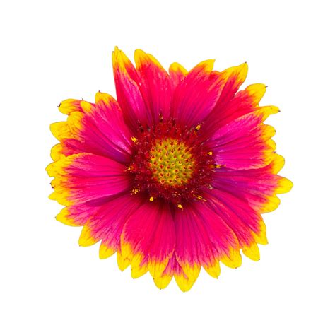 Gaillardia Blanket Flower Seeds – Hometown Seeds