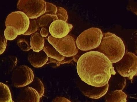 Bacteria - Bacteria in medicine | Britannica.com