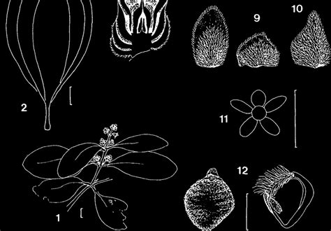 Avicennia rumphiana Hallier f. 1, Flowering branchlet; 2, mean range of... | Download Scientific ...