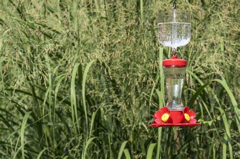 9 Proven Ways to Keep Ants OUT of Hummingbird Feeders (2024) - Optics Mag