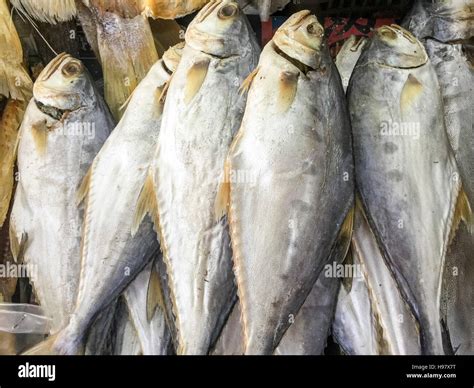 Dreid salted fish Queenfish (Scomberoides commersonnianus) or local called Ikan Talang on ...