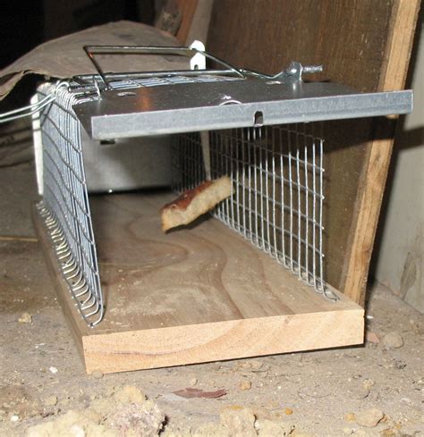 Best Squirrel Live Trap Is Great for Catching Rats | Rat traps, Best ...