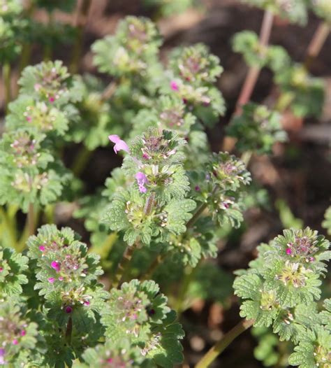 Henbit | Hillsborough Homesteading