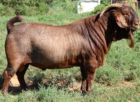 Kalahari Red Goat: Origin, Characteristics, Uses, Photo