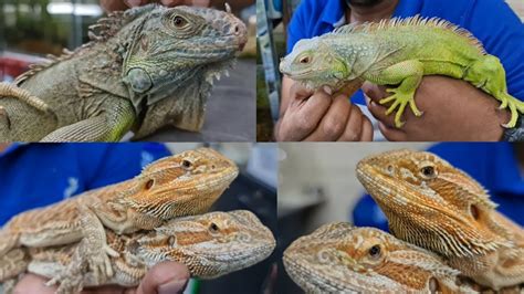 Iguana Price & Bearded Dragon Price at Karnataka Aquarium - YouTube