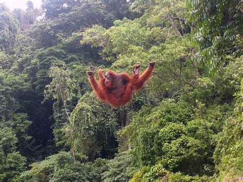 Wild Orangutans Fighting for Survival as Their Homes are Torn Down Around Them - Conservation ...