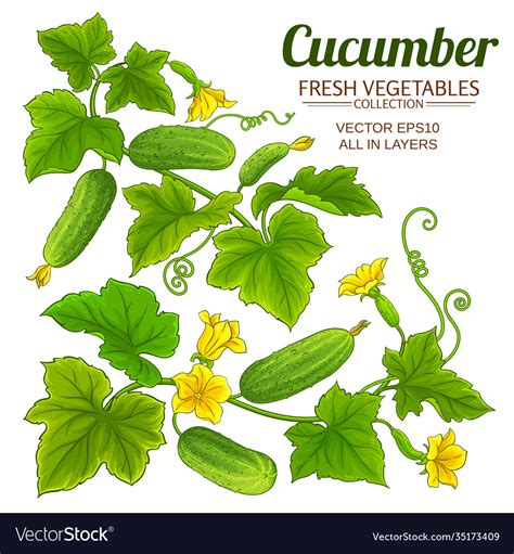 Cucumber plant set on white background Royalty Free Vector