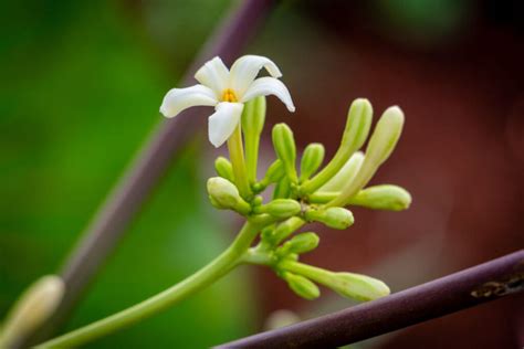 female-papaya-plant | Gardening ABC