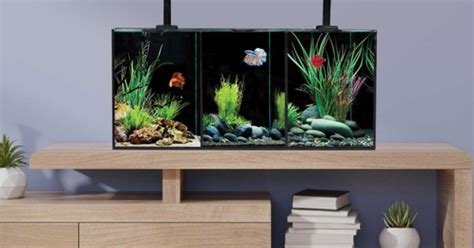 Betta Collection