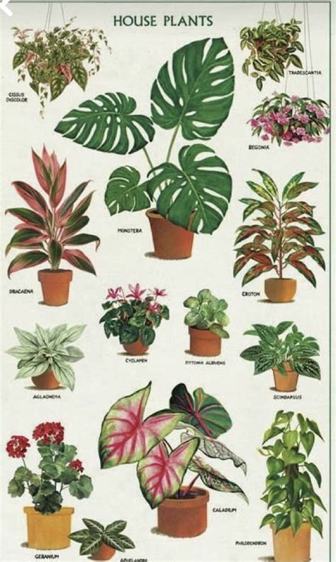 Indoor plants for beginners – Artofit