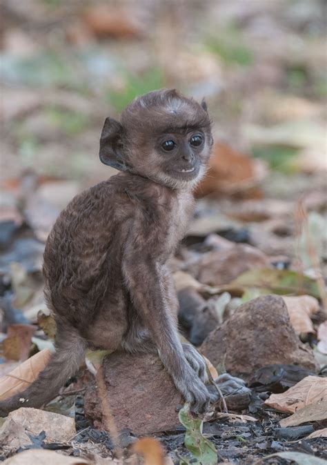 Hanuman Langur | Sean Crane Photography