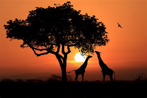 Giraffes at sunset in africa 3 by bouzid27 on DeviantArt