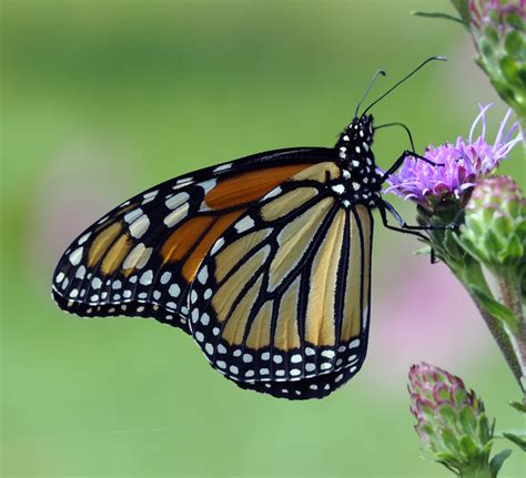 Door to Nature: A Season of Butterflies - Door County Pulse