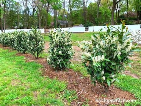 A Guide to Skip Laurel (Prunus laurocerasus 'Schipkaensis')