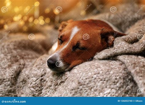 Cute Jack Russell Resting or Sleeping Under a Blanket. Stock Photo ...