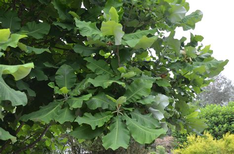 Tropical Looking Big Leaf Magnolia | What Grows There :: Hugh Conlon, Horticulturalist ...