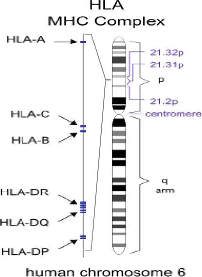 Introductory Chapter: Concept of Human Leukocyte Antigen (HLA) | IntechOpen