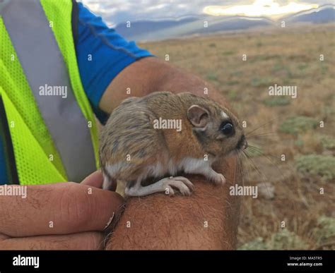 Stephens' kangaroo rat is a federally endangered species. Despite its name, the Stephen's ...