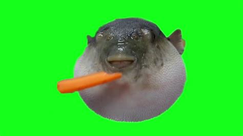 Puffer fish eating carrot green screen - YouTube