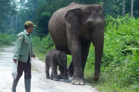 Critically endangered Sumatran elephant gives birth